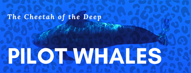 Pilot Whales - The Cheetah Of The Deep
