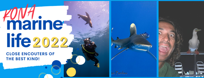 Top 5 Kona Marine Life In 2022