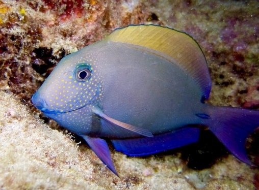 Creature Feature - Brown Surgeonfish