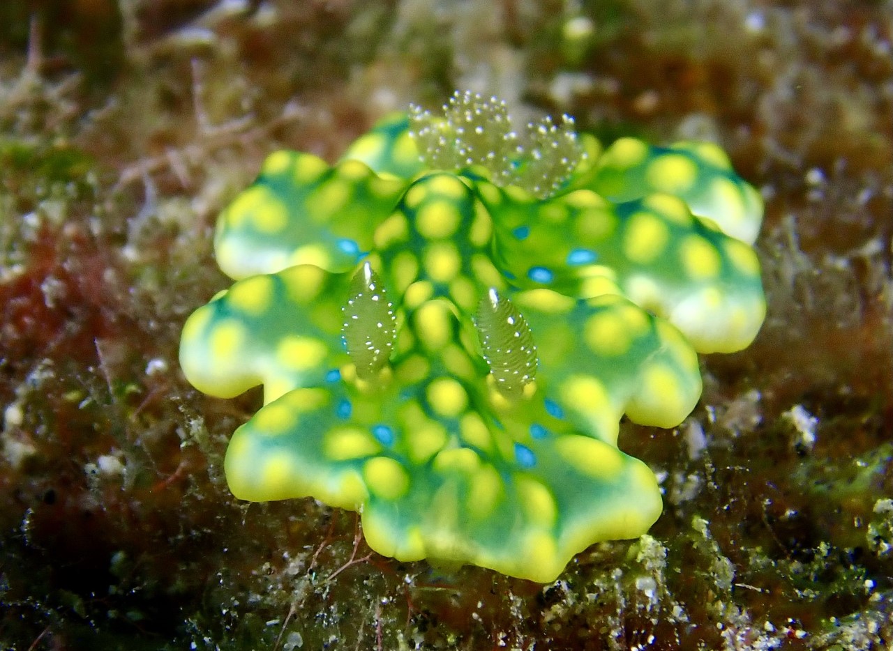 Jolly Green Giant, The Holy Grail Of Nudibranchs