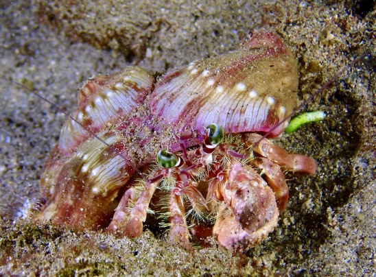 Creature Feature - Jeweled Anemone Crab