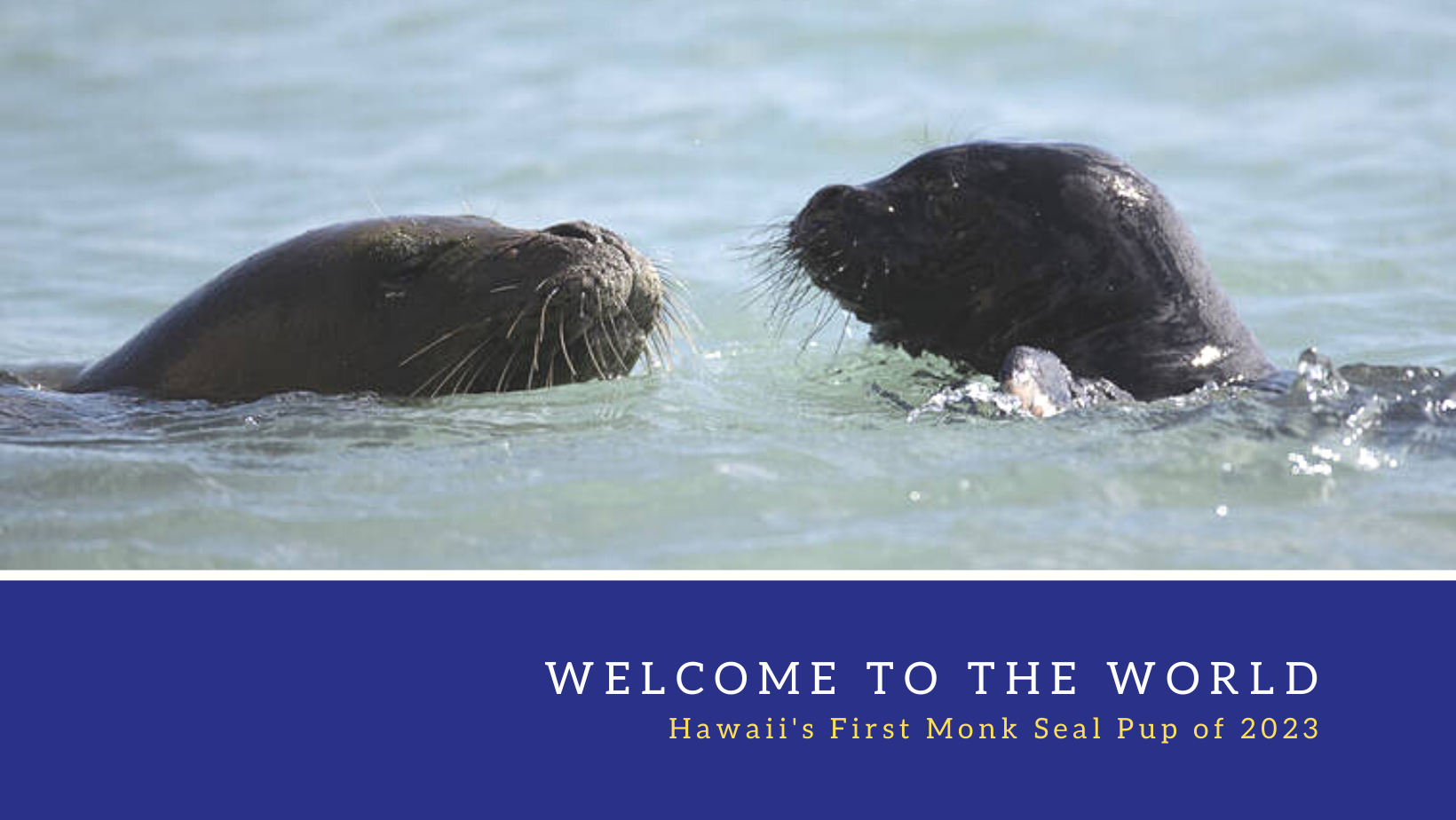 Welcome To The World: Hawaii's First Monk Seal Pup Of 2023! 
