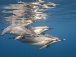 Kona Hawaii Dolphin Watch